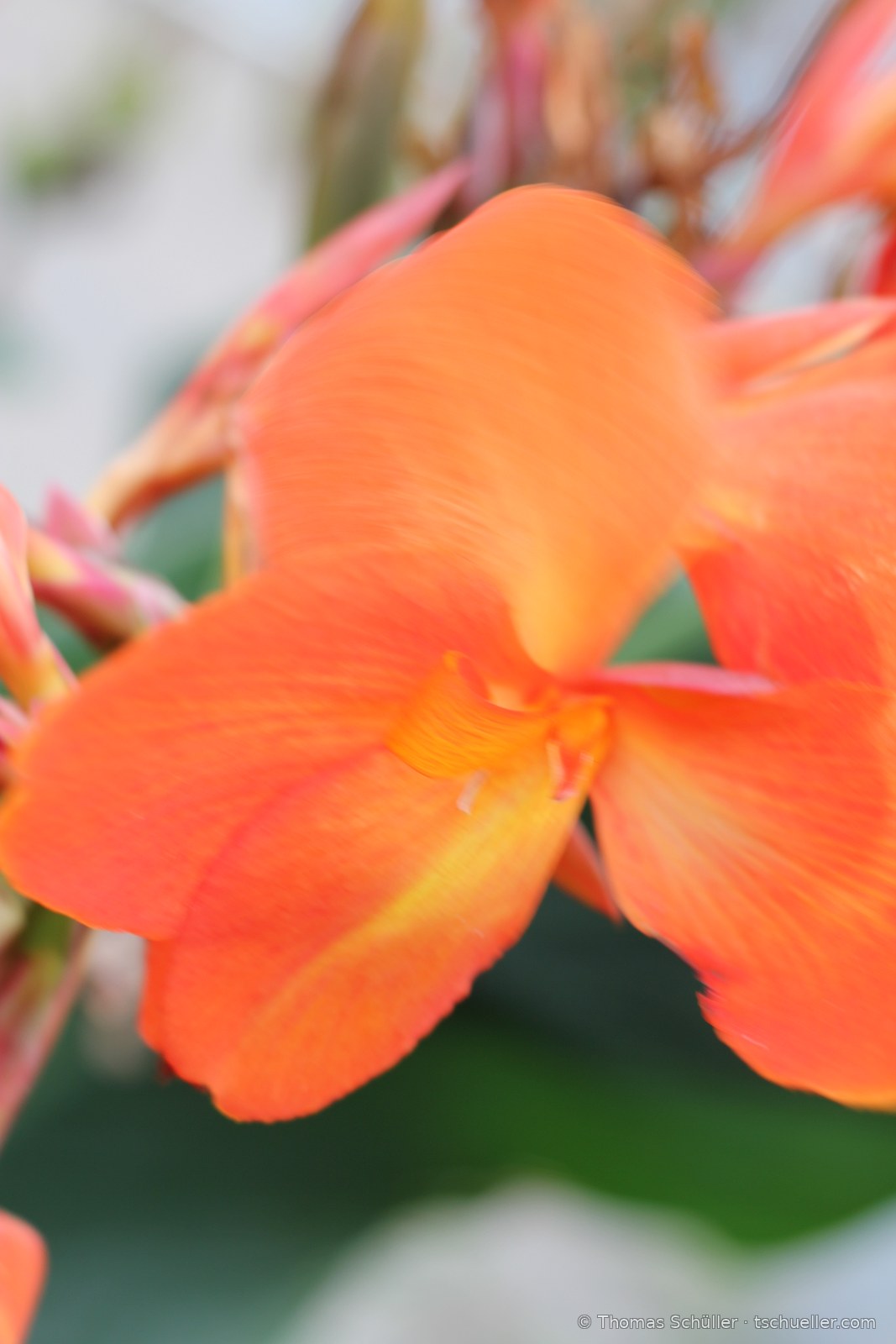 Orange Blüte eines Blumenrohrs