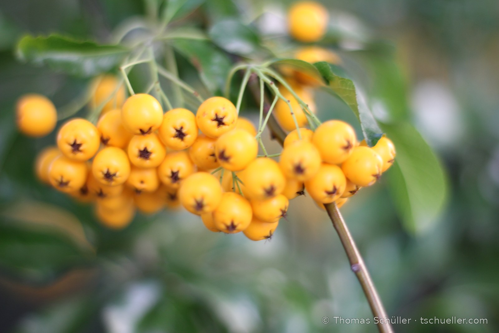 Orange Beeren des Feuerdorns