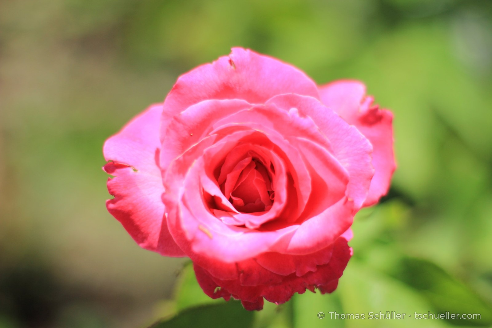 Rosa Gartenrose, gefüllte Blüte, vor grünem unscharfem Hintergrund