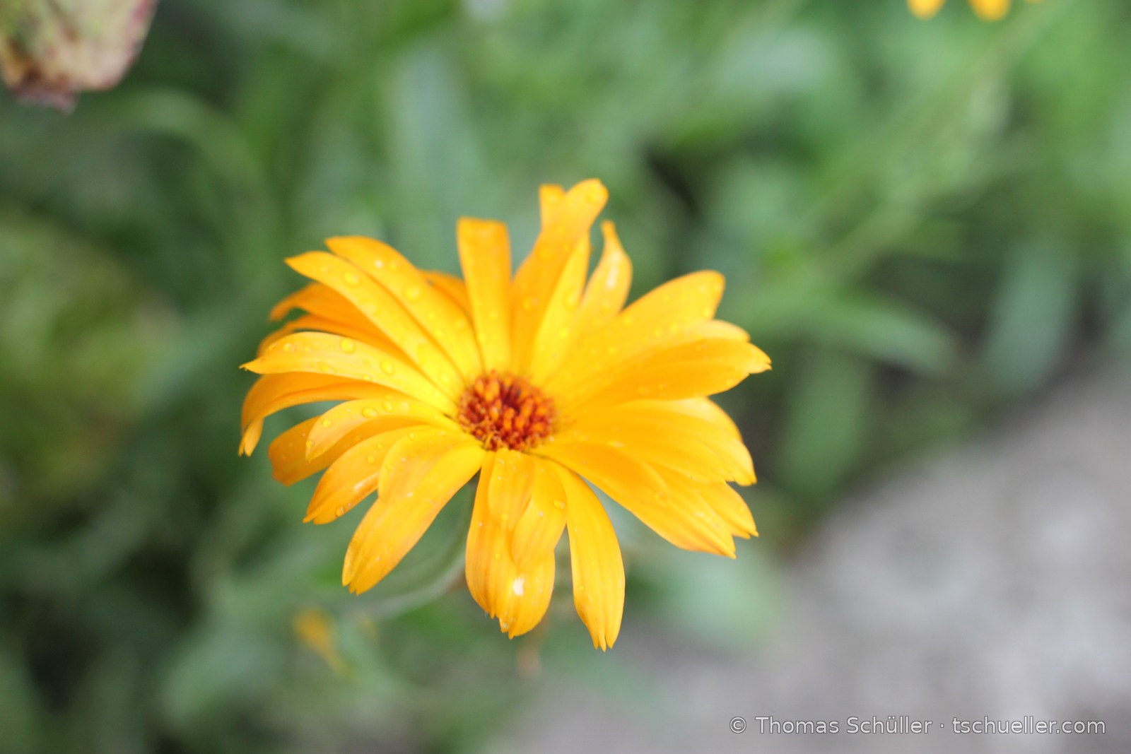 Orange Ringelblume