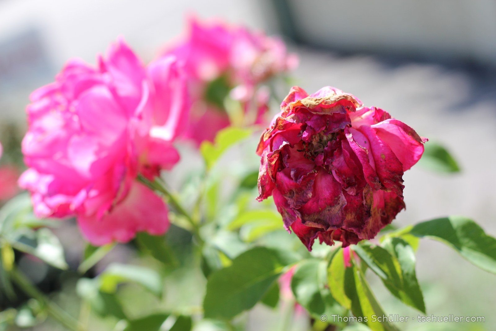 Rosa Rosen in Blüte neben einer verblühten dunkelroten Blüte