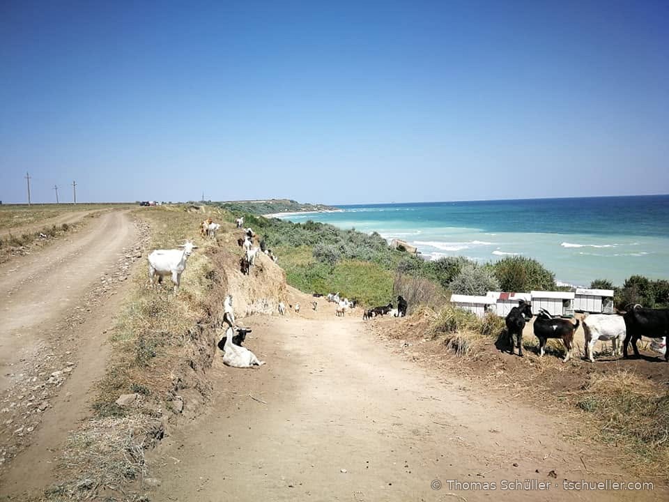 Küstenweg mit Ziegen über dem Meer