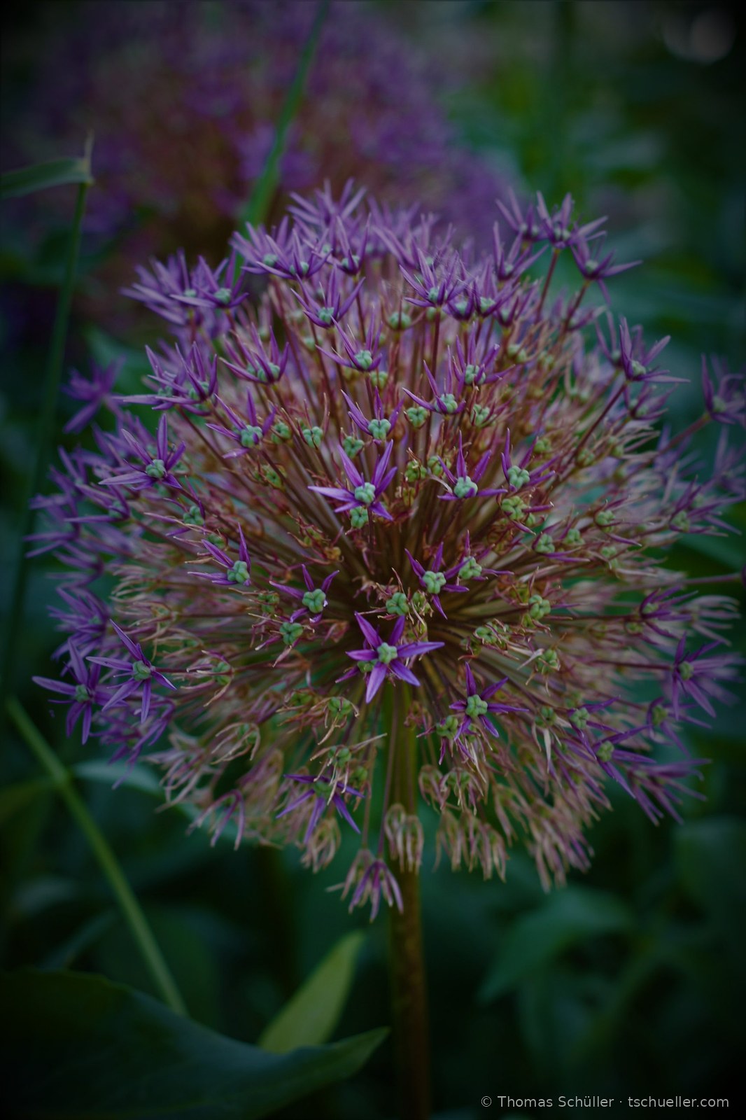 Violette Zierlauchkugel vor dunklem Grün